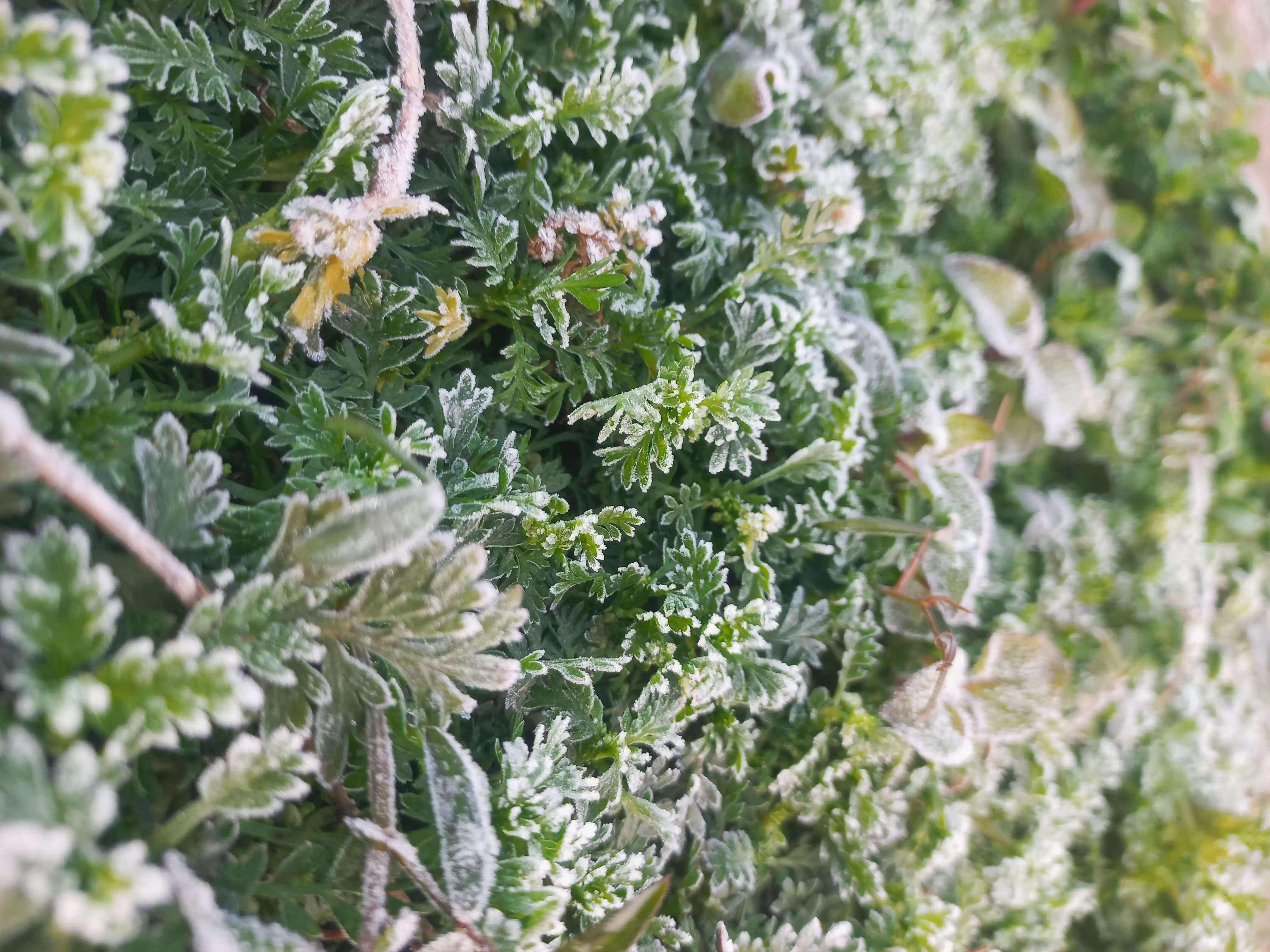 पाले की ठिठुरन से छूट रही कपकपी, दिल्ली एनसीआर में जमी सफेद चादर