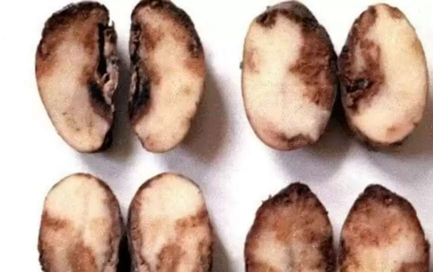 आलू फसल में झुलसा रोग लगने को लेकर वैज्ञानिकों ने जारी की एडवाइजरी