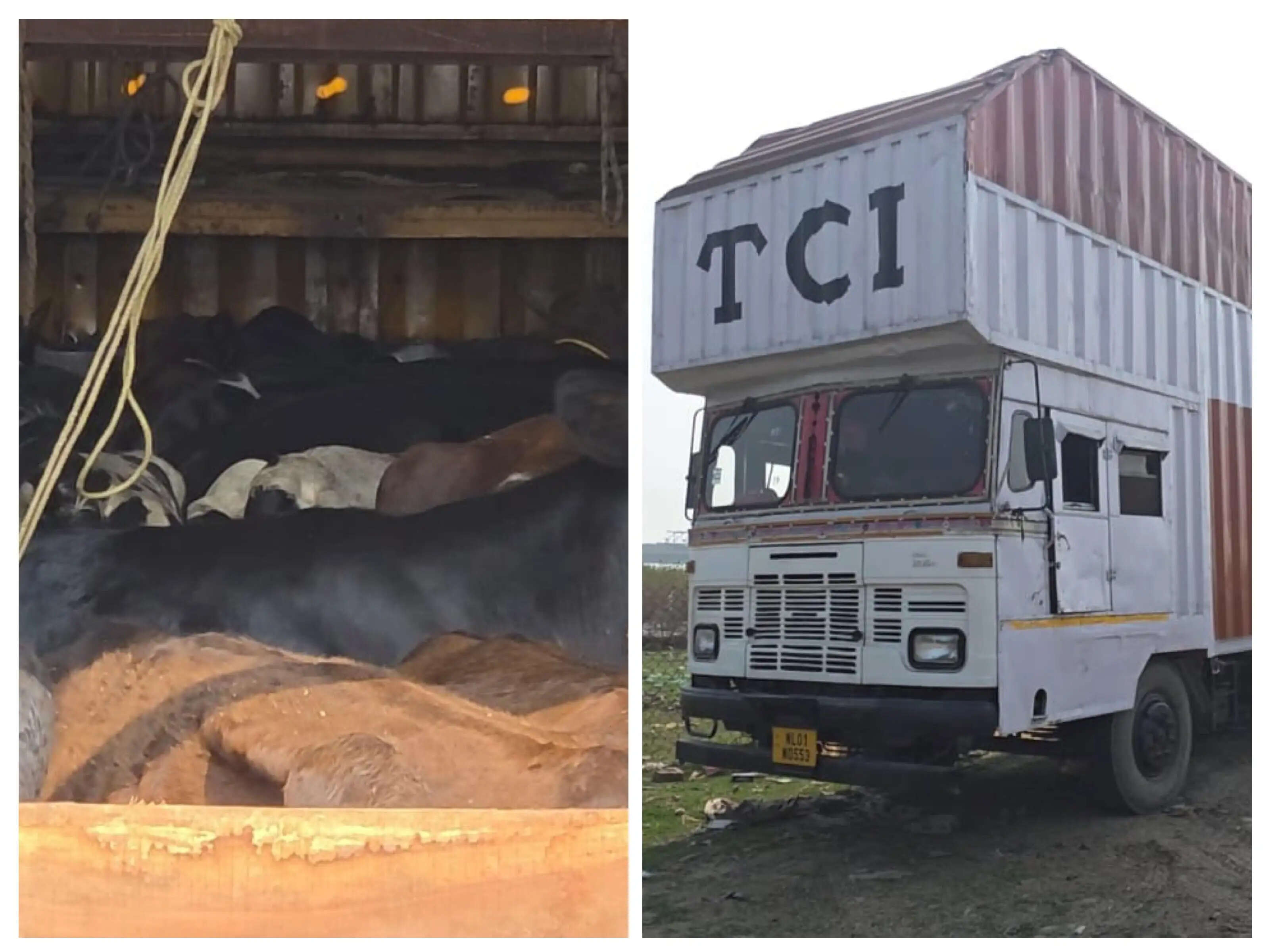 कठुआ पुलिस की बड़ी कार्रवाई-पशु तस्करी का प्रयास विफल, 24 गोवंश मुक्त, तस्कर गिरफ्तार