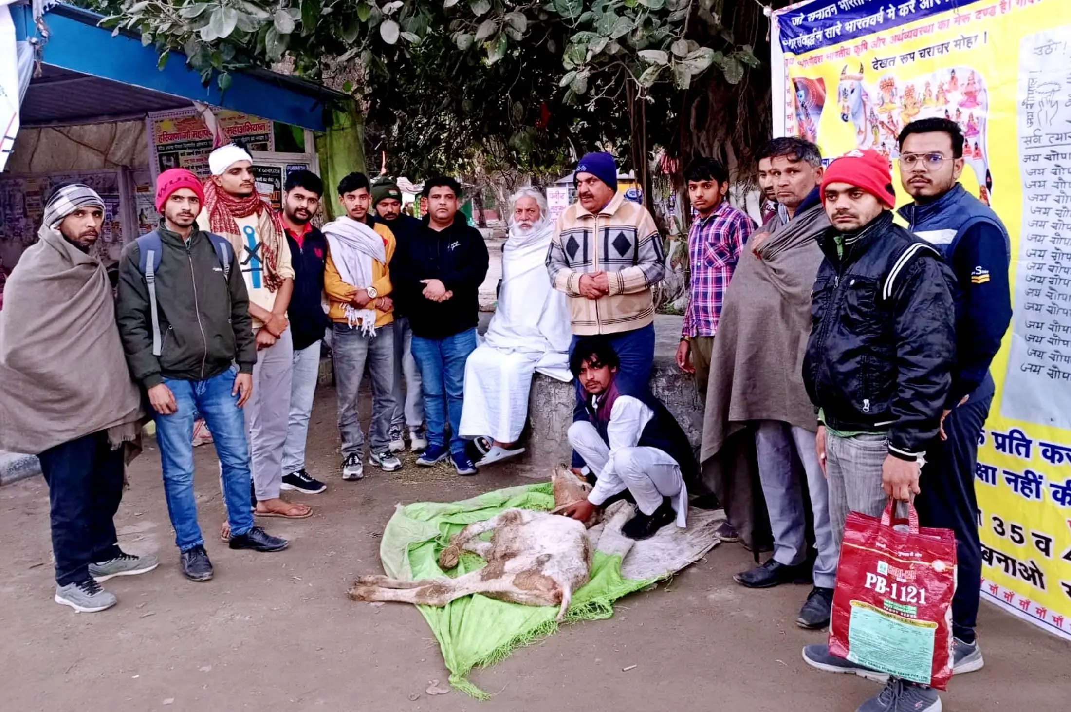 जींद : मृत गाय को धरनास्थल पर रखकर किया प्रदर्शन