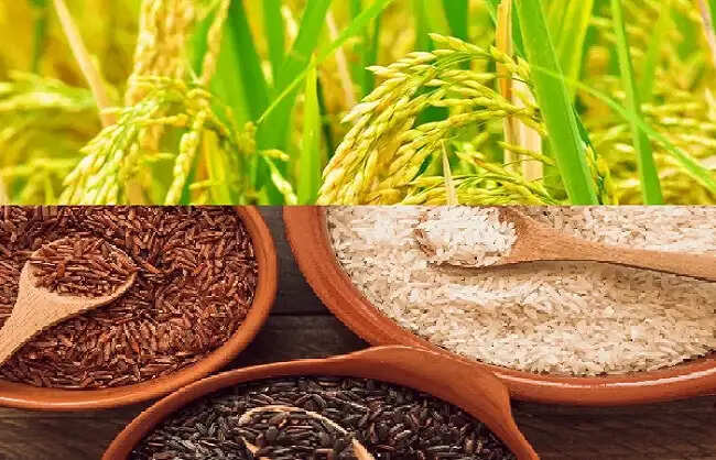 नई दिल्ली में सजेगा चावल का ग्लोबल बाजार, एक साथ दिखेंगी 200 देसी-विदेशी किस्में