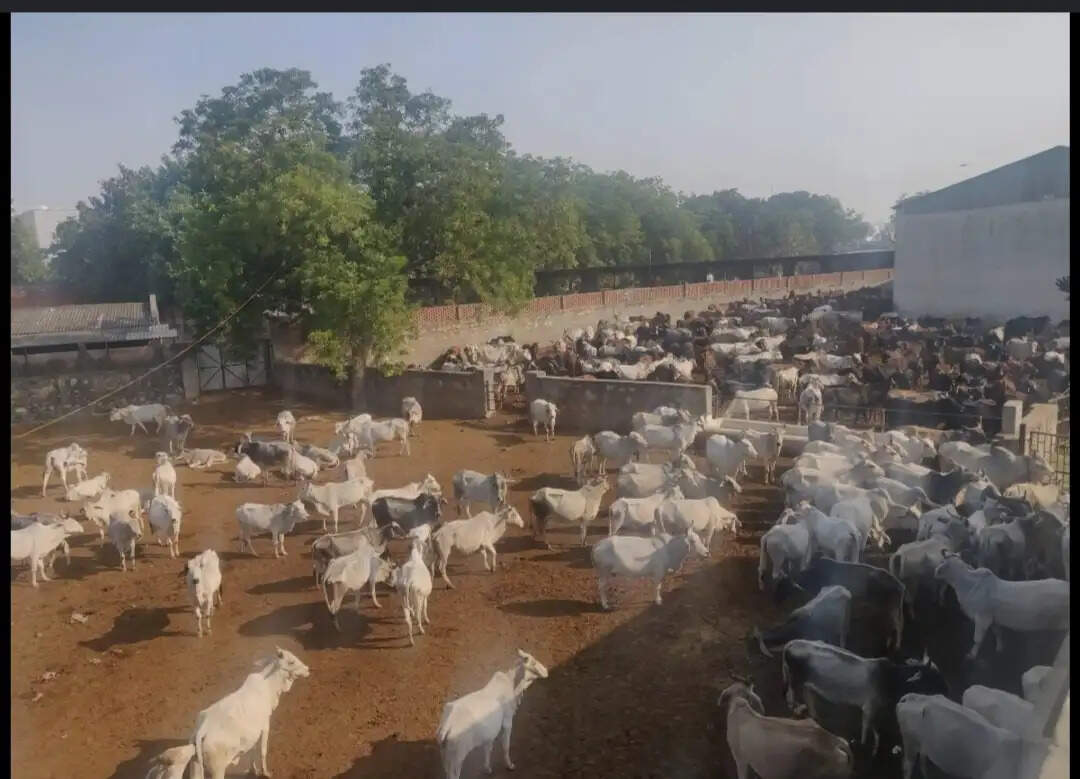 पिंजरापोल गौशाला हादसा: 7 दिन में रिपोर्ट देगी उच्चस्तरीय जांच समिति
