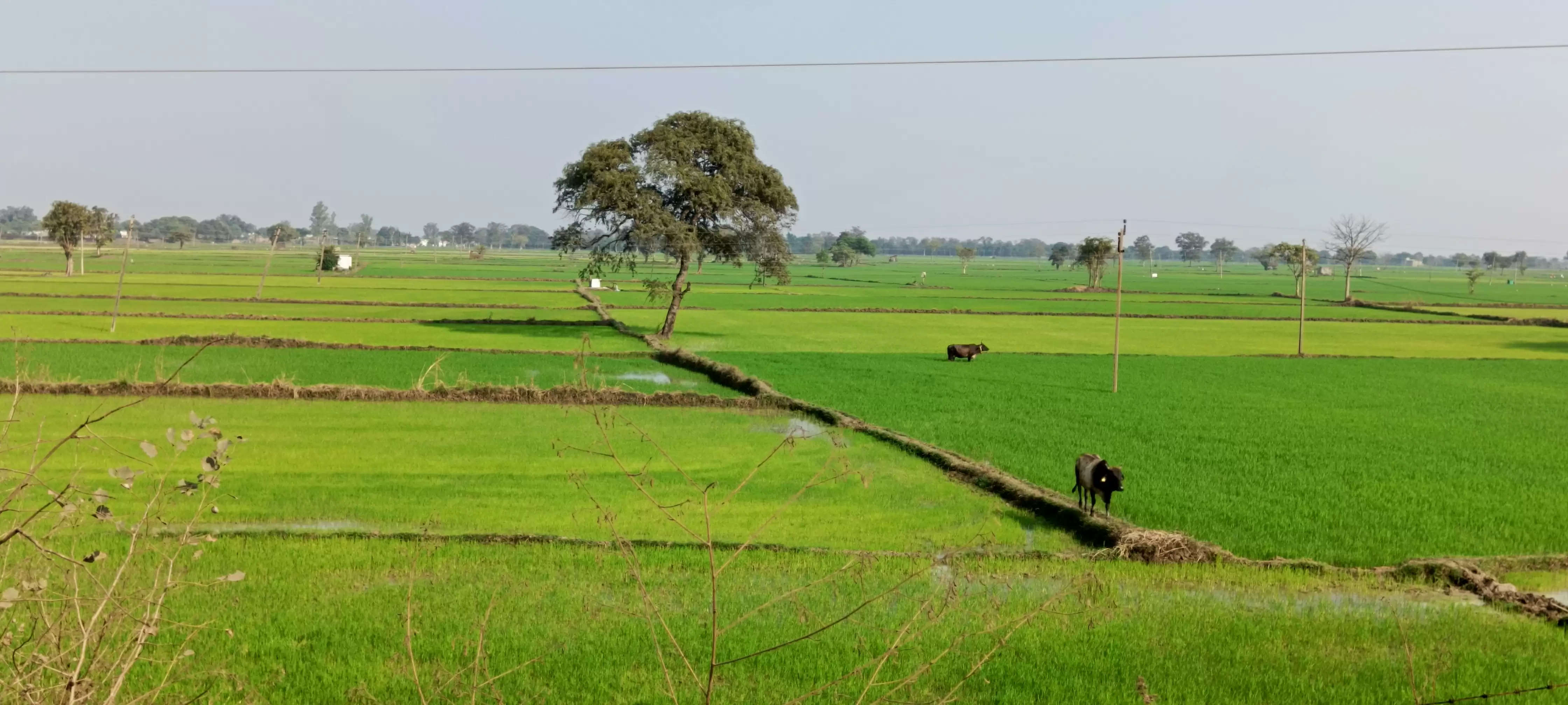 प्रधानमंत्री फसल बीमा योजना का लाभ उठाने अब 16 अगस्त तक कर सकेंगे आवेदन