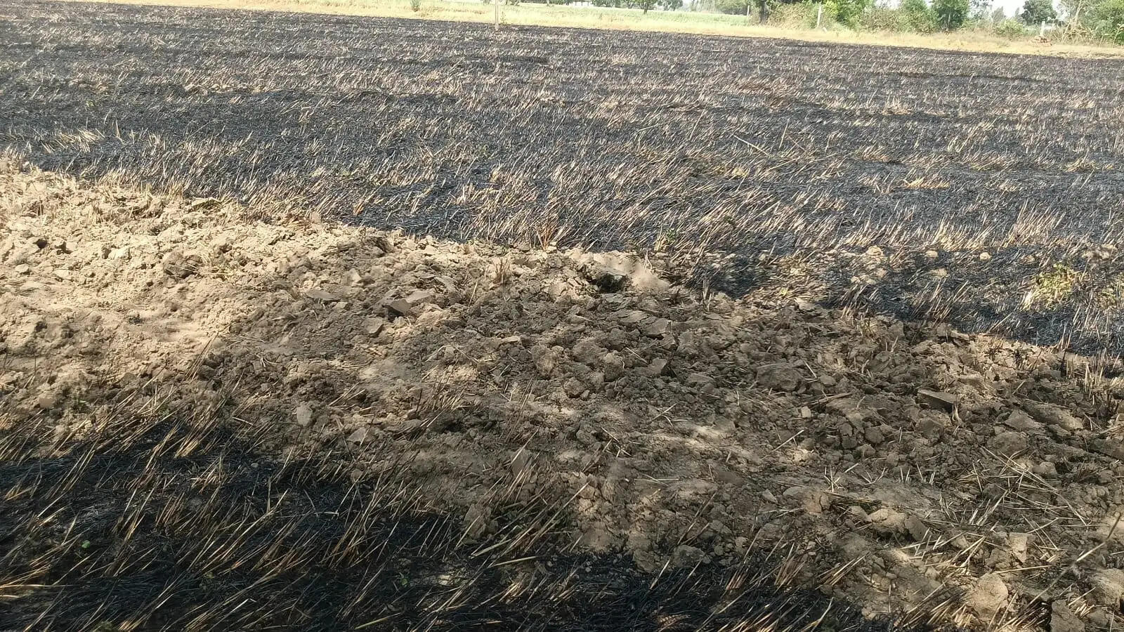 लखीमपुर खीरी में आग से किसान की दो एकड़ गेहूं की फसल खाक