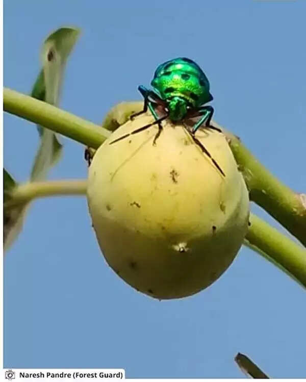 सिवनीः पेंच टाइगर रिज़र्व में मिला रंग-बिरंगा ज्वेल बग