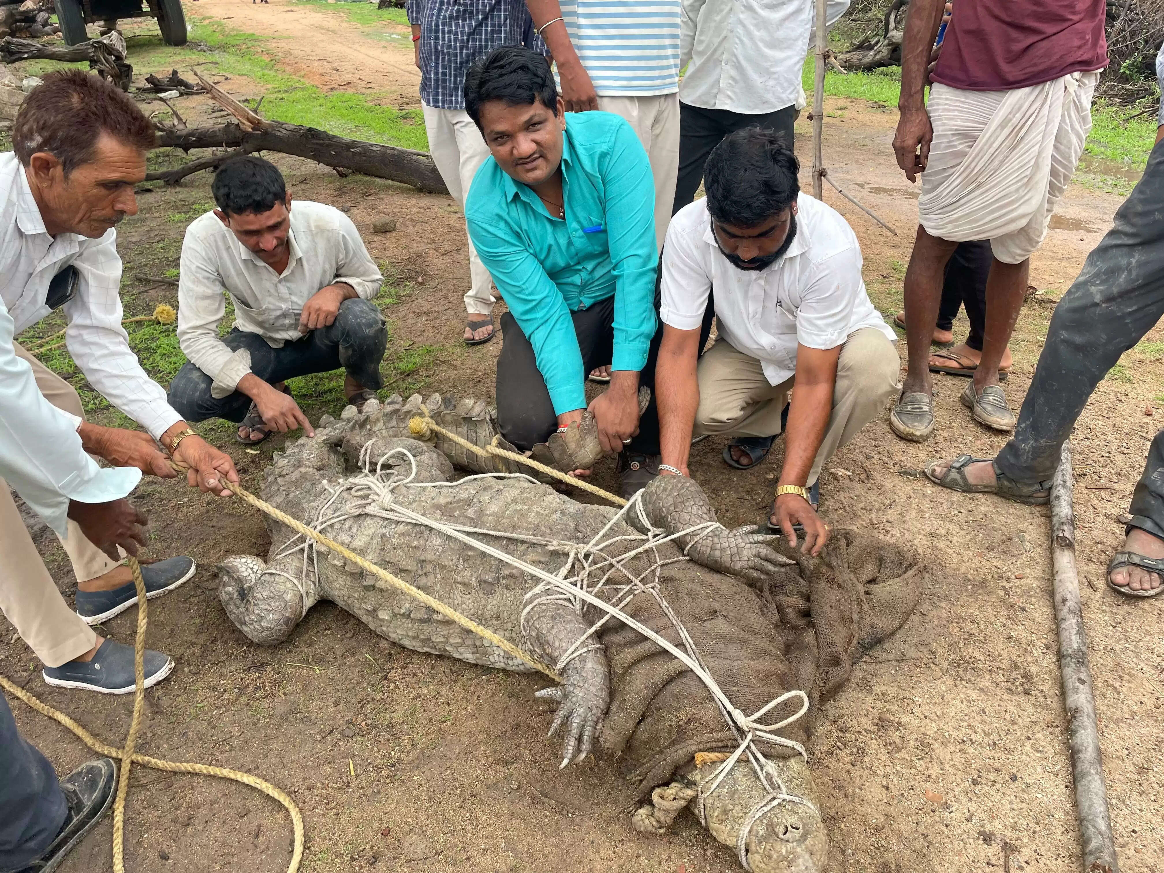 खेत में पहुंचा दस फीट लंबा 150 किलो वजनी मगरमच्छ, दो घंटे में किया रेस्क्यू