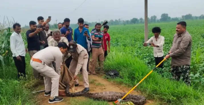 देवासः कन्नौद वन परिक्षेत्र में दिखा 12 फीट लंबा अजगर, वनकर्मियों ने किया सफलतापूर्वक रेस्क्यू