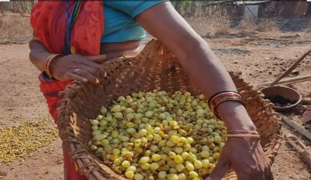 महुआ-श्रीअन्न के जरिए बड़ा कारोबार खड़ा कर रहीं आदिवासी बेटियां