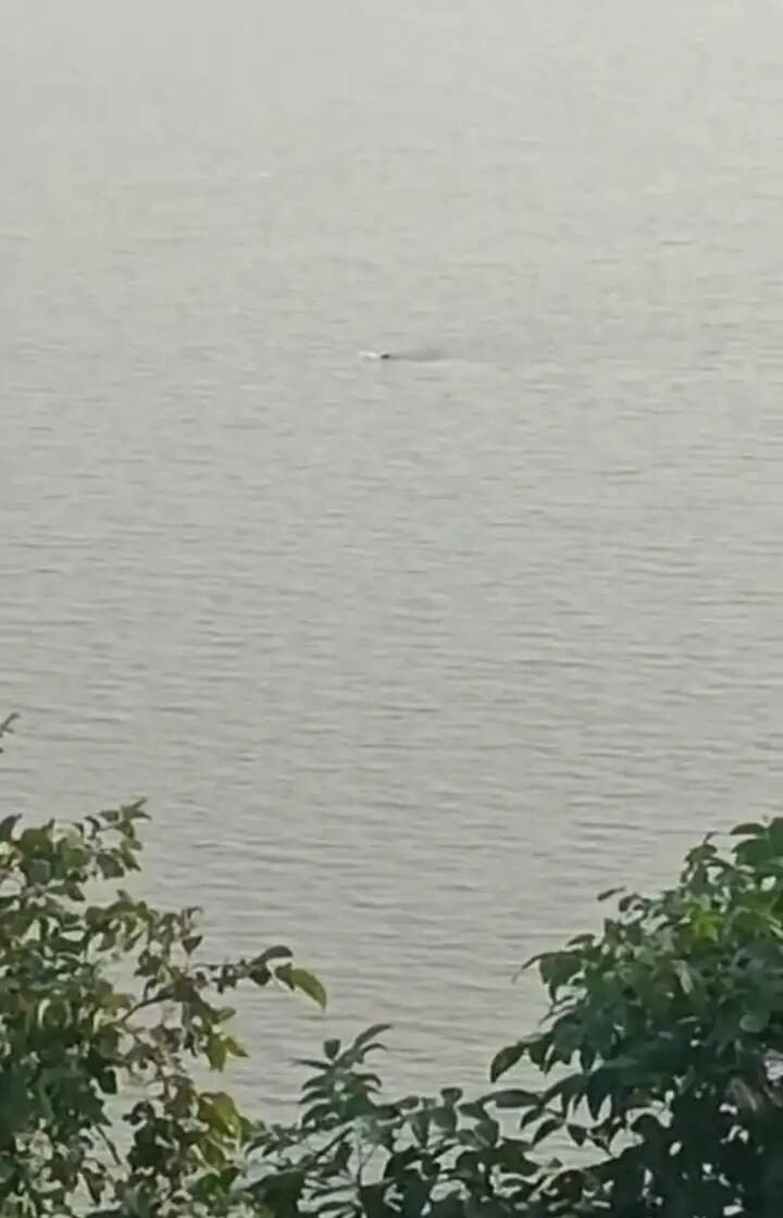 मैहर से उसी रास्ते बांधवगढ़ की ओर लौट रहा ई-5 नर हाथी
