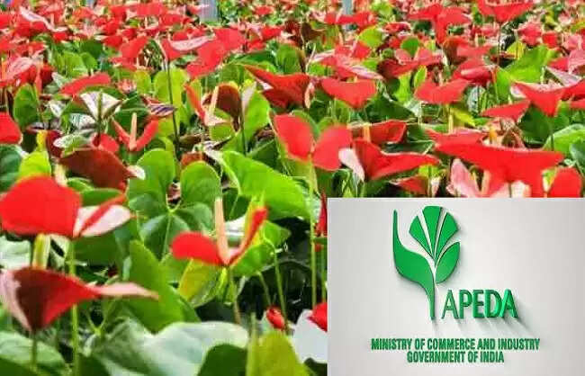 मिजोरम से सिंगापुर तक एंथुरियम फूलों का पहली बार हुआ निर्यात