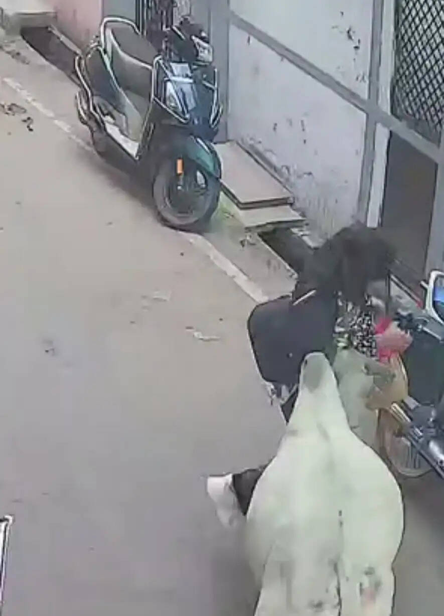 राजगढ़ में आवारा सांड का आतंक, युवती को टक्कर मारकर सड़क पर गिराया; घटना सीसीटीवी में कैद