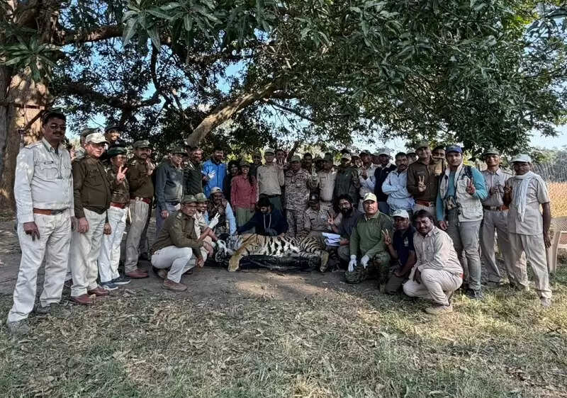 मप्र के कान्हा से नर बाघ वीरांगना दुर्गावती टाइगर रिज़र्व के लिए रवाना