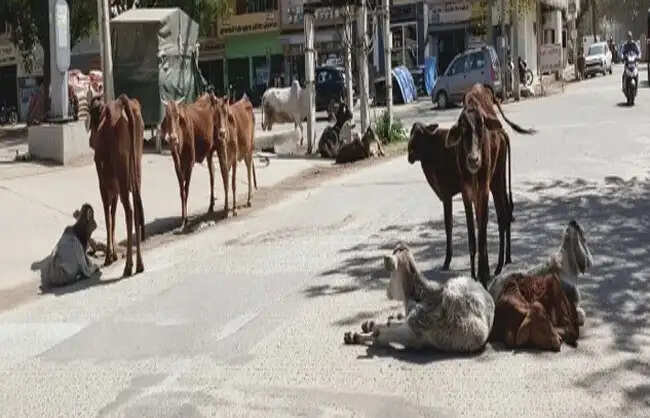 रेवाड़ी में बेसहारा पशुओं पर सख्ती, दो हजार पशु पकड़ने का टेंडर जारी