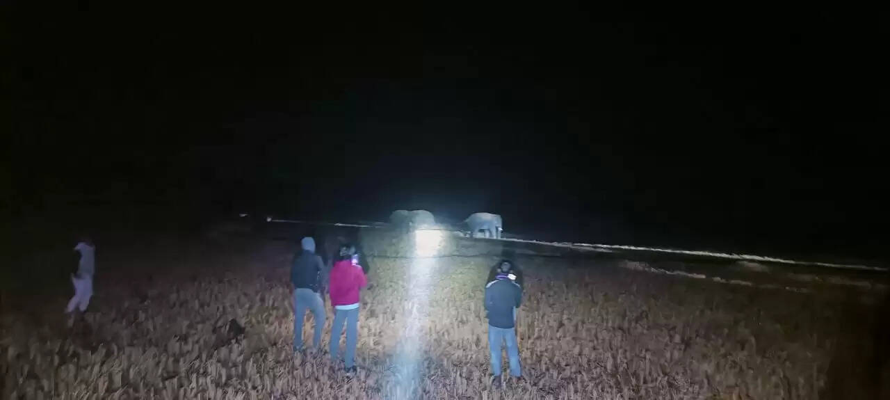 अनूपपुर: हाथियों के डर से पेड़ मे रहने को मजबूर ग्रामीण, 6 दिनों से धनगवां बीट में तमाया डेरा