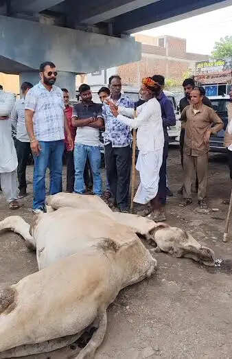 मंदसौर : दुर्घटना में मृत ऊंट का विधि-विधान से किया गया अंतिम संस्कार