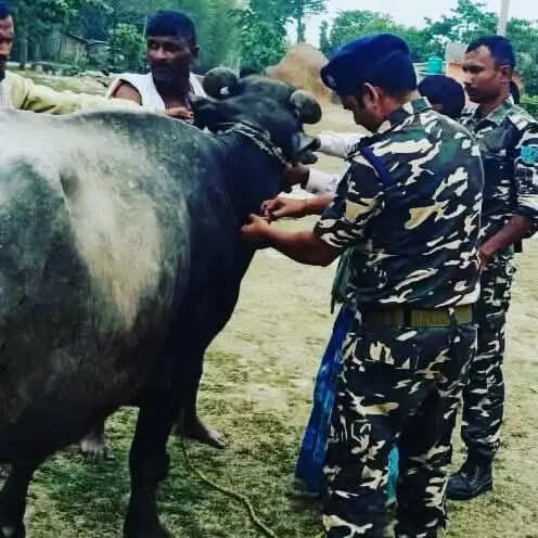 एसएसबी की ओर से घुरना में लगाया गया निःशुल्क पशु चिकित्सा शिविर