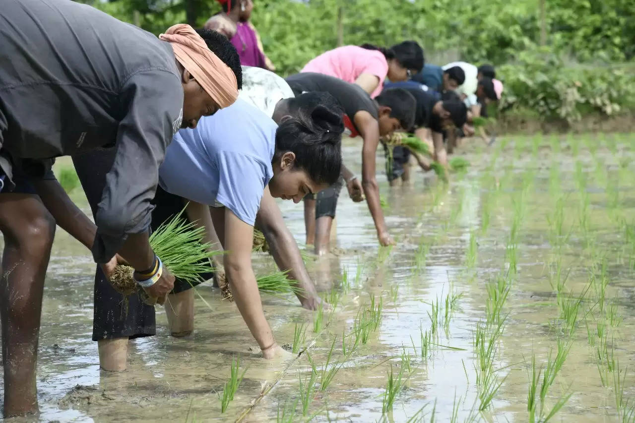 बालको कर्मचारियों ने किसानों के साथ मिलकर किया एसआरआई विधि से धान की रोपाई