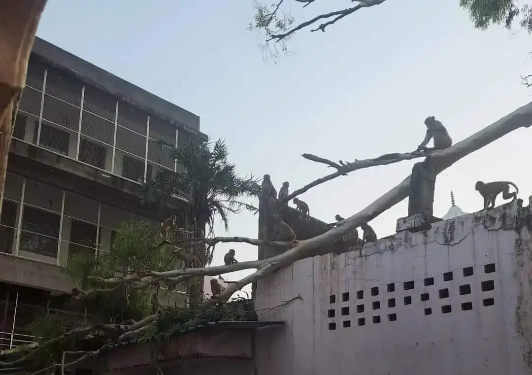 बंदरों की उछल कूद से पीपल की टहनी टूटकर गिरी, विद्यालय भवन क्षतिग्रस्त