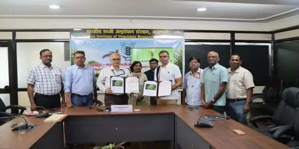 वाराणसी: मटर की उन्नत किस्म ‘काशी नंदिनी’ का नैफको को लाइसेंस हस्तांतरित, लाइसेंस समझौते पर हस्ताक्षर