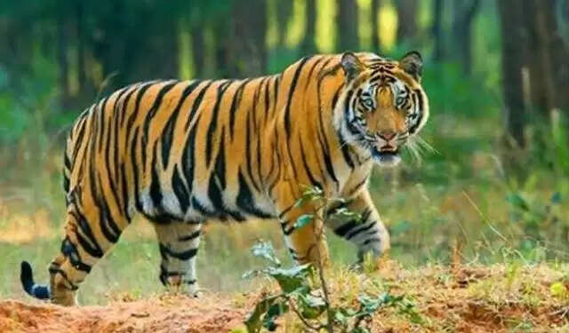 साल दर साल आय में वृद्धि कर रहा कार्बेट पा​​र्क