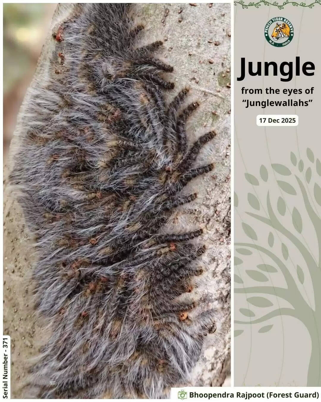 सिवनीः पेंच टाइगर रिज़र्व में इल्लियों का दुर्लभ समूह, प्राकृतिक चेतावनी तंत्र का अद्भुत उदाहरण