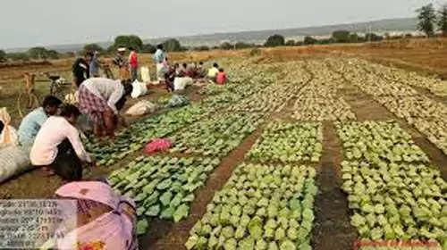 समितियों के माध्यम से दो लाख 70 हजार 600 मानक बोरा तेंदूपत्ता संग्रहण का लक्ष्य