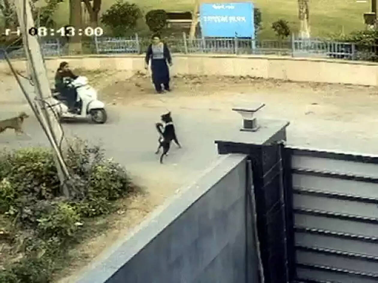 हिसार : खेल अकेडमी जा रही छात्रा पर कुत्ते ने किया हमला, कई जगह काटा