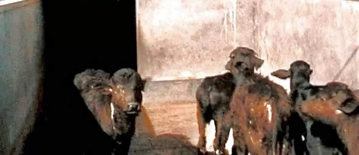 हिसार : पशुशालाओं में अंगीठी, कोयला, लकड़ी का प्रयोग न करें पशुपालक : वैज्ञानिक