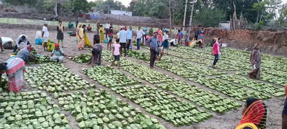 तीन दिनों में छह करोड़ रुपये के हरा सोना संग्रहित