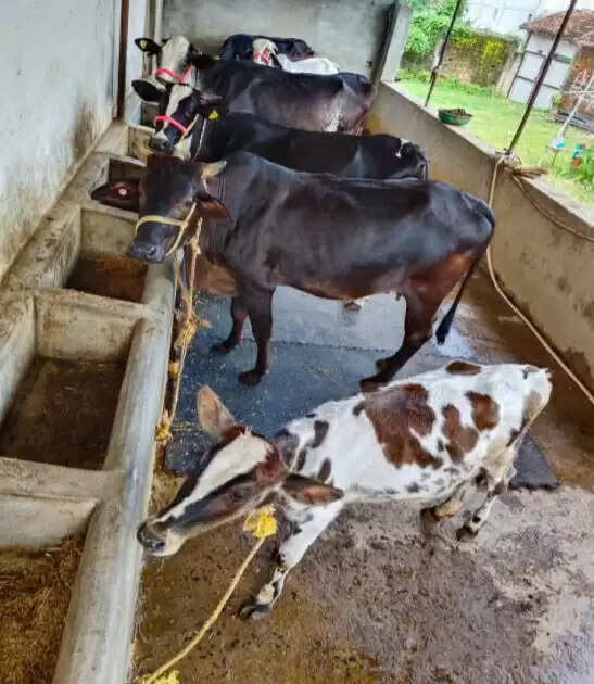 कृषि के साथ पशुपालन बनी ग्रामीण अर्थव्यवस्था की मजबूत धुरी
