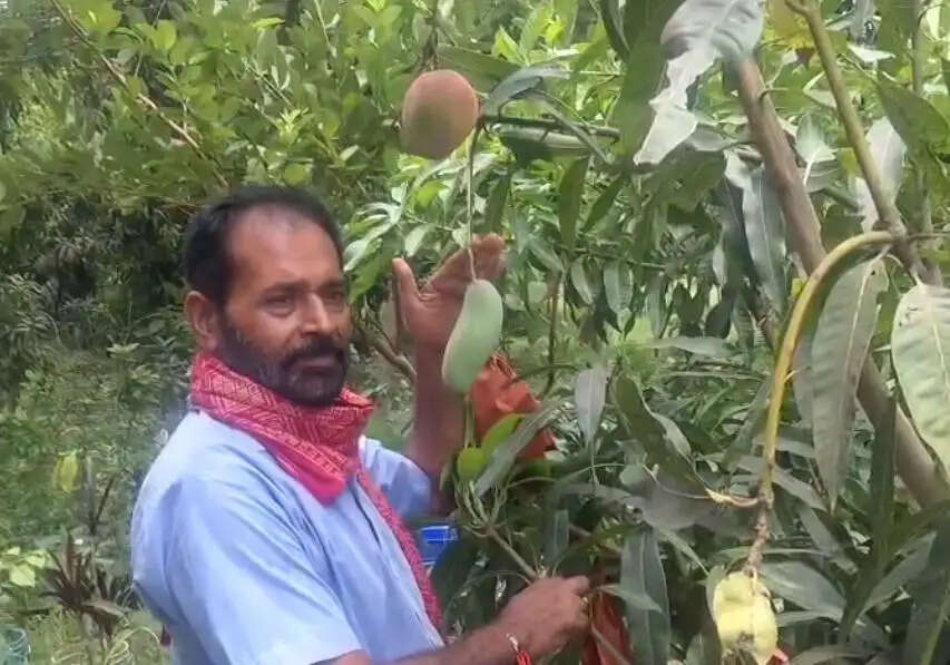 मैंगो मेन की एक और उपलब्धि, एक ही पेड़ में अब मिलेंगे 52 किस्म के आम