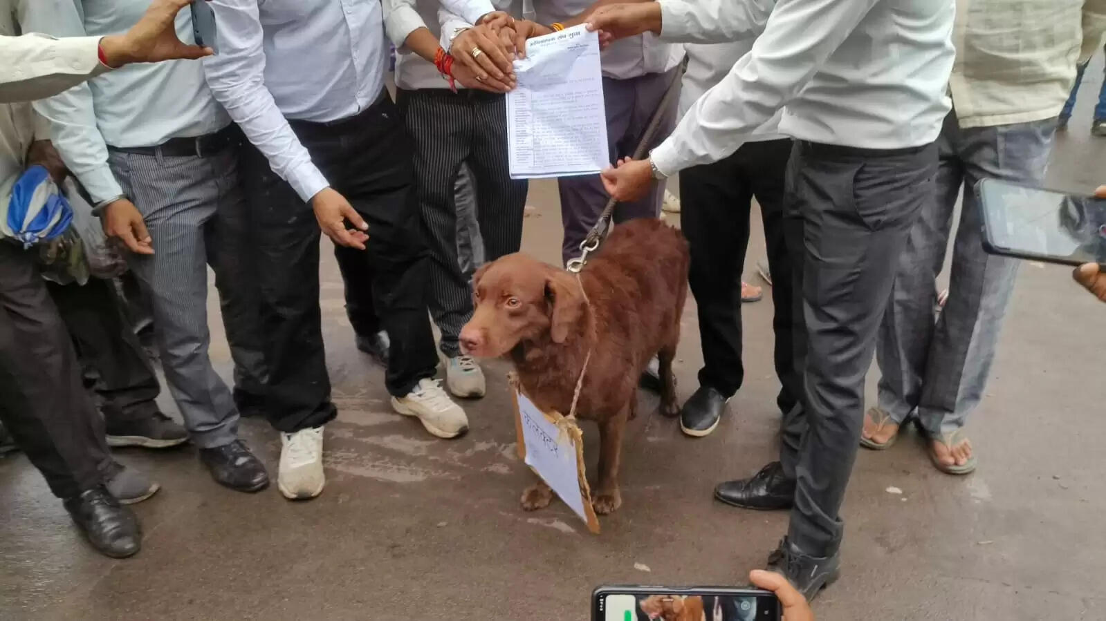 गुनाः वकीलों ने हनुमान चौराहे पर लगाया जाम, श्वान को सौपा ज्ञापन