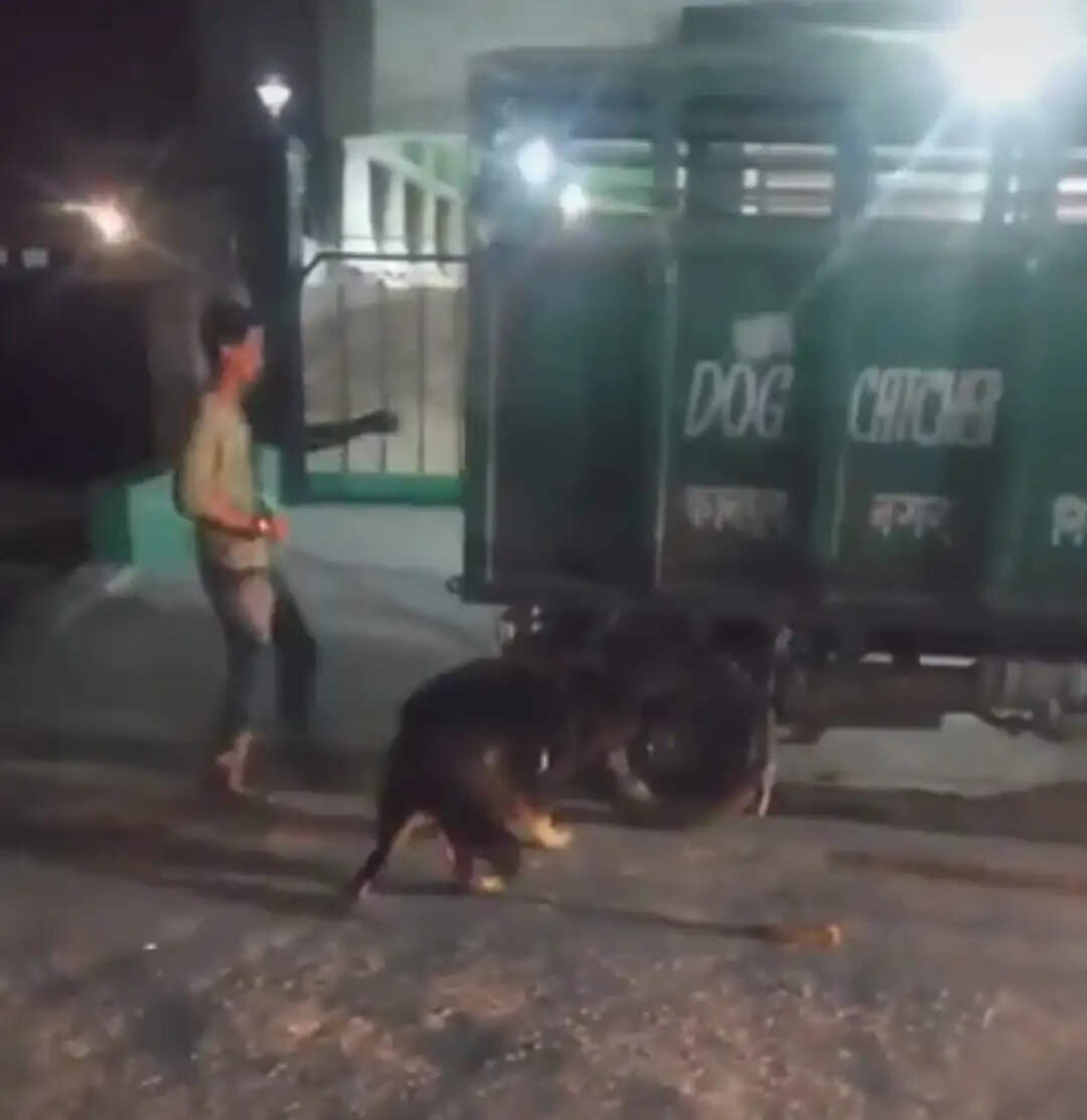 पालतू जर्मन शेफर्ड ने मालकिन को नोच-नोच कर किया मरणासन्न, वीडियो वायरल