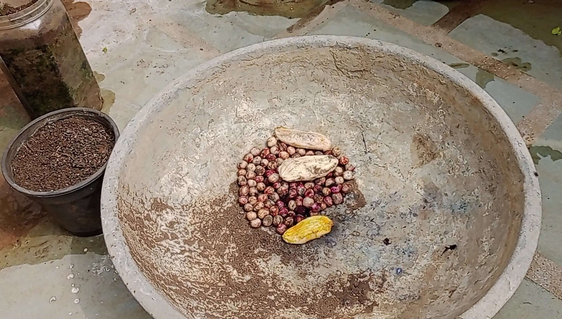 अशोकनगर: पर्यावरण संरक्षण की अनूठी मिसाल, पर्यावरण प्रेमी ने घर की छत को बनाया रीसाइक्लिंग और ब्रीडिंग सेंटर