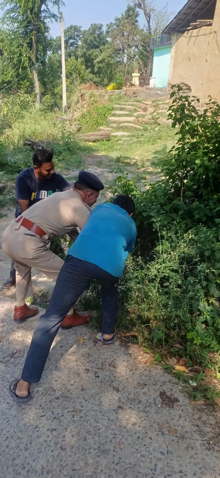 नशे के खिलाफ अभियान में देहरा पुलिस ने उखाड़े भांग के पौधे