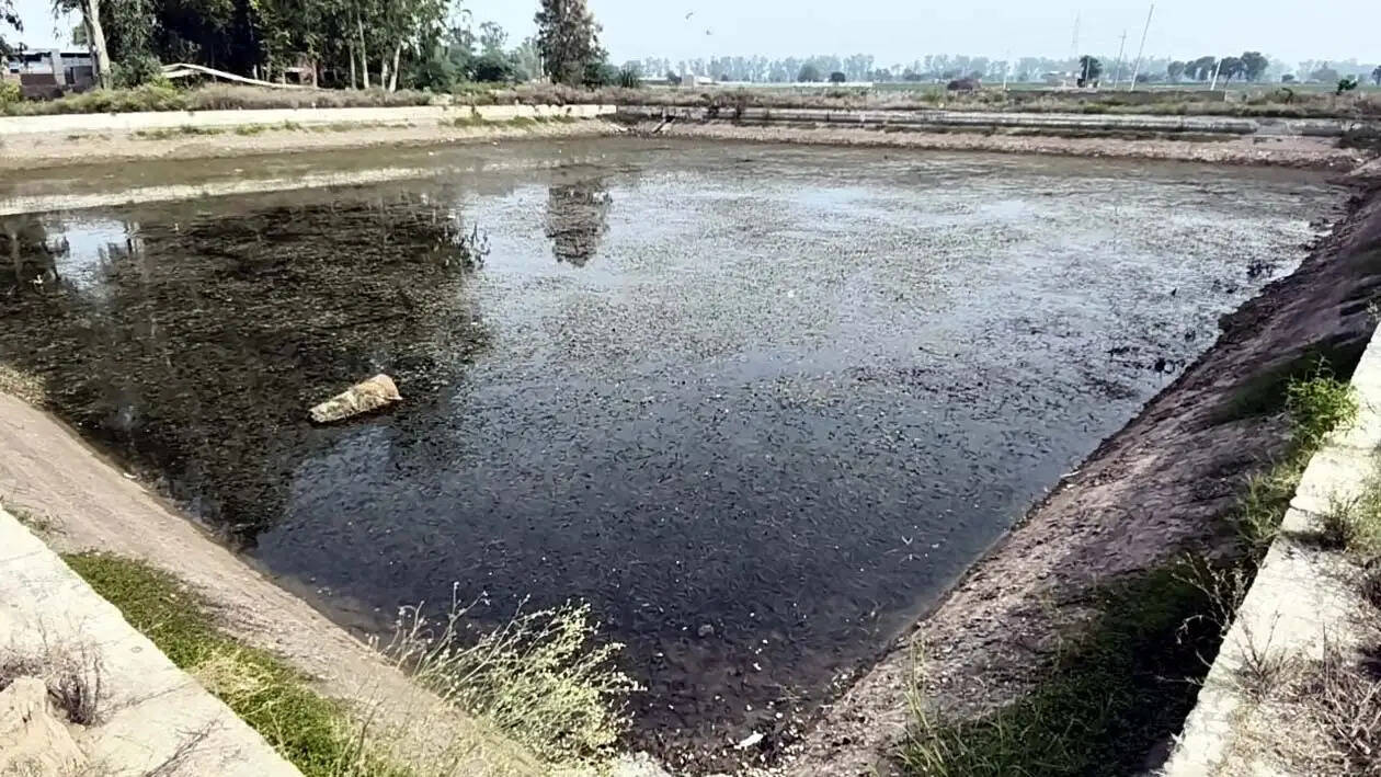 हांसी : विधायक के गांव में फूटा पानी संकट पर गुस्सा, जलघर पर ताला जड़ धरने पर बैठे ग्रामीण