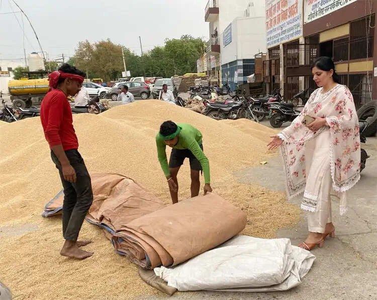 सोनीपत:अनाज मंडी में आढ़तियों के पास तिरपाल होना जरूरी:ज्योति