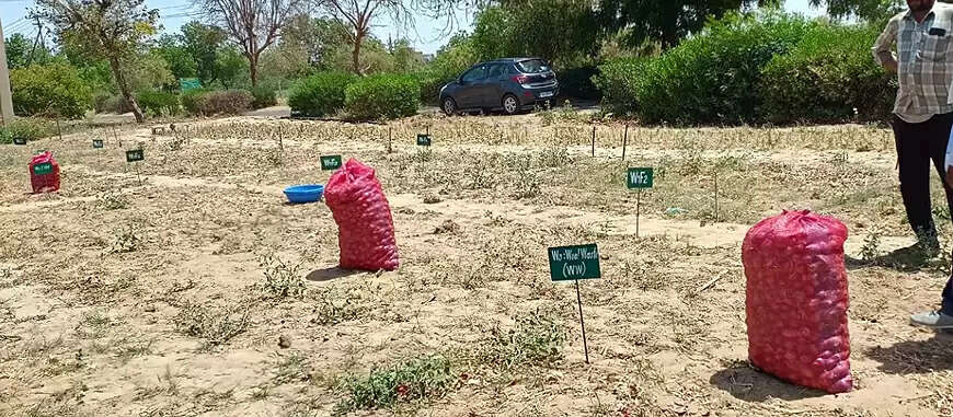 ऊन अपशिष्टों से तैयार खाद से गोबर खाद की तुलना में 72 प्रतिशत तक बढ़ी प्याज की पैदावार