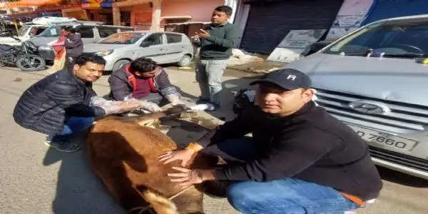 गोवर्धन पूजन पर गौ रक्षा विभाग ने किया घायल पशुओं का उपचार