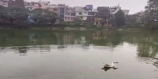 नाहन में जानलेवा साबित होने लगा चाइनीज मांझा, रानीताल तालाब में फंसी बेजुबान बत्तख