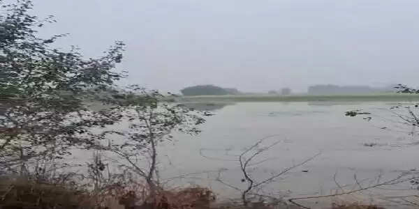 माइनर के पानी से नाले का ओवरफ्लो, अन्नदाता तबाह