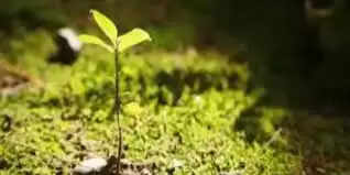 मुंबई के पर्यावरण के लिए बीएमसी को मिले 17 लाख रुपये