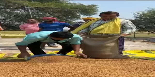 समर्थन मूल्य पर शुरू हुई चना खरीद, तरसीवां समिति में खरीदा गया लगभग 10 क्विंटल चना