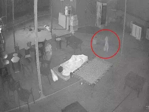 पहले कुत्ते का किया शिकार, फिर होटल की छत पर सो रहे कर्मचारी के पास पहुंचा लेपर्ड, सूझबूझ से बची जान