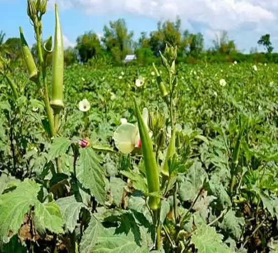 सब्जियों में भिंडी का स्वाद एवं औषधि दृष्टि से विशेष महत्व: डा. राम बटुक सिंह