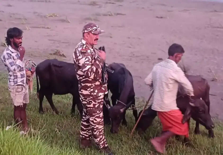 एसएसबी ने तस्करी कर लाए जा रहे 12 मवेशी के साथ तीन तस्करों को किया गिरफ्तार