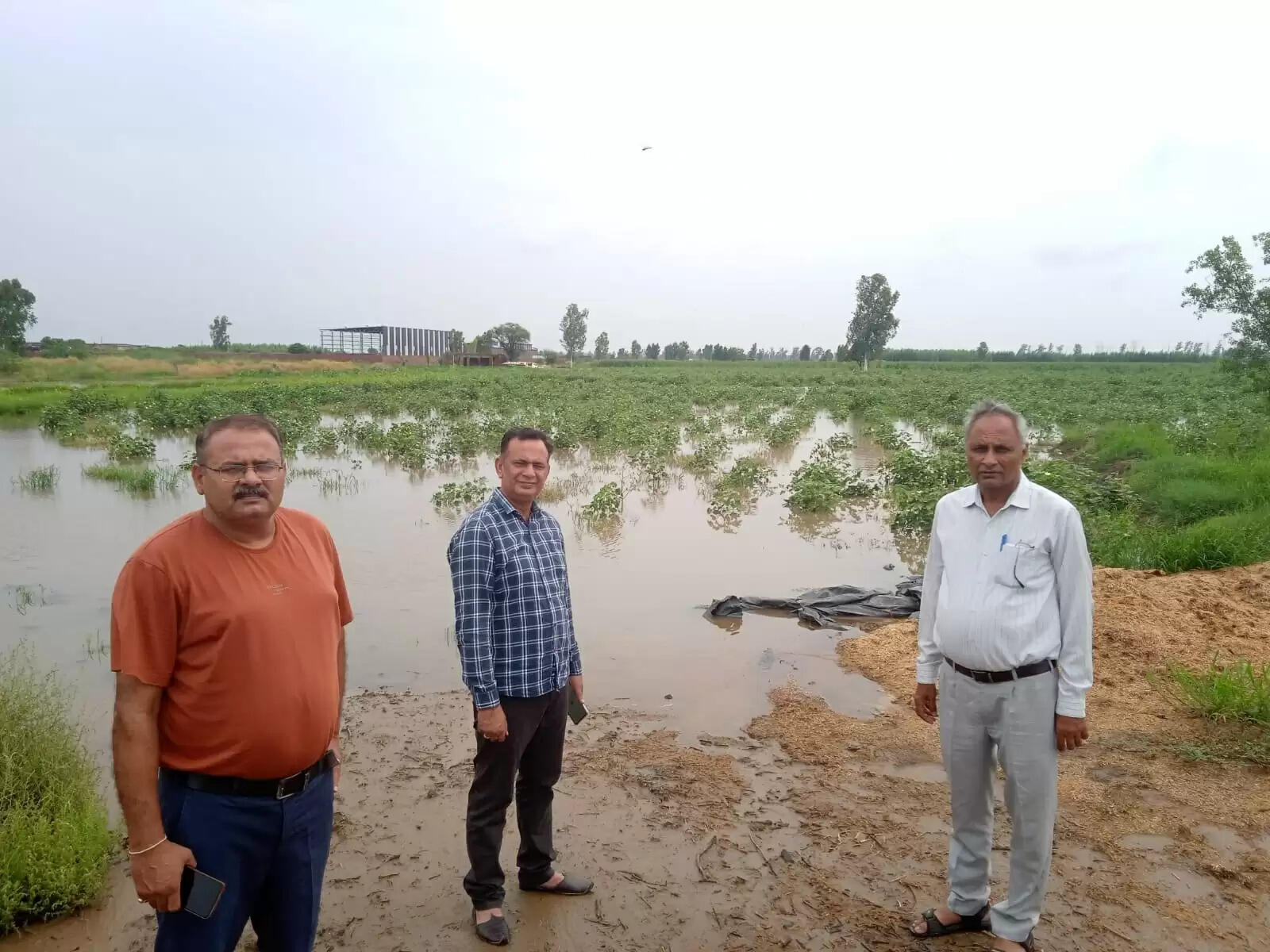 जींद : बारिश से फसल को हुए नुकसान का किया कृषि विभाग की टीम ने आंकलन