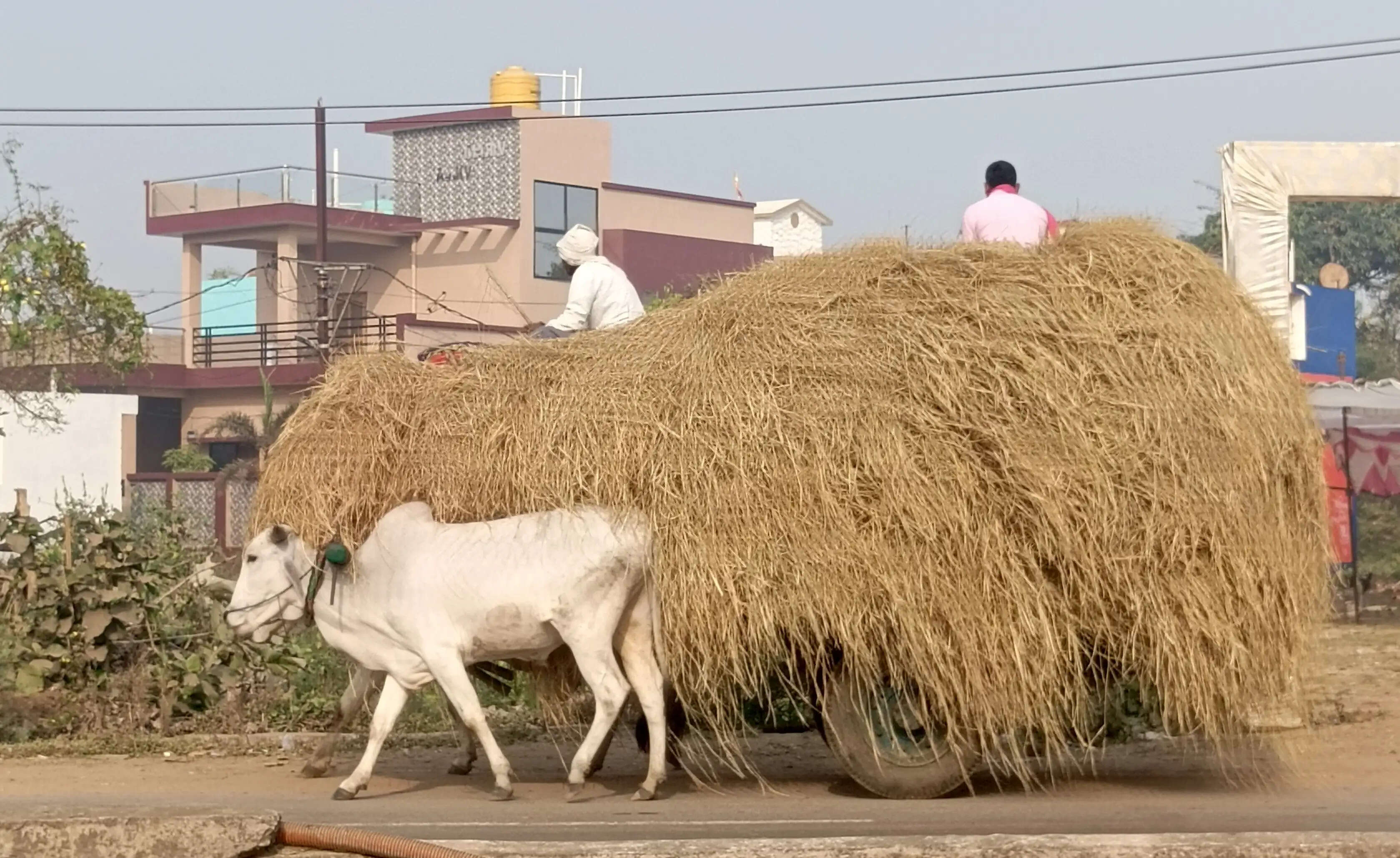 भीषण गर्मी में पशुओं को राहत: दोपहर 12 से तीन बजे तक बैलगाड़ी-टांगा संचालन पर रोक