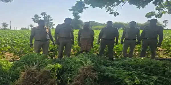 मप्र के आलीराजपुर में एक करोड़ के गांजे के पौधे जब्त, 4 थानों की टीम ने दो खेतों में दी दबिश