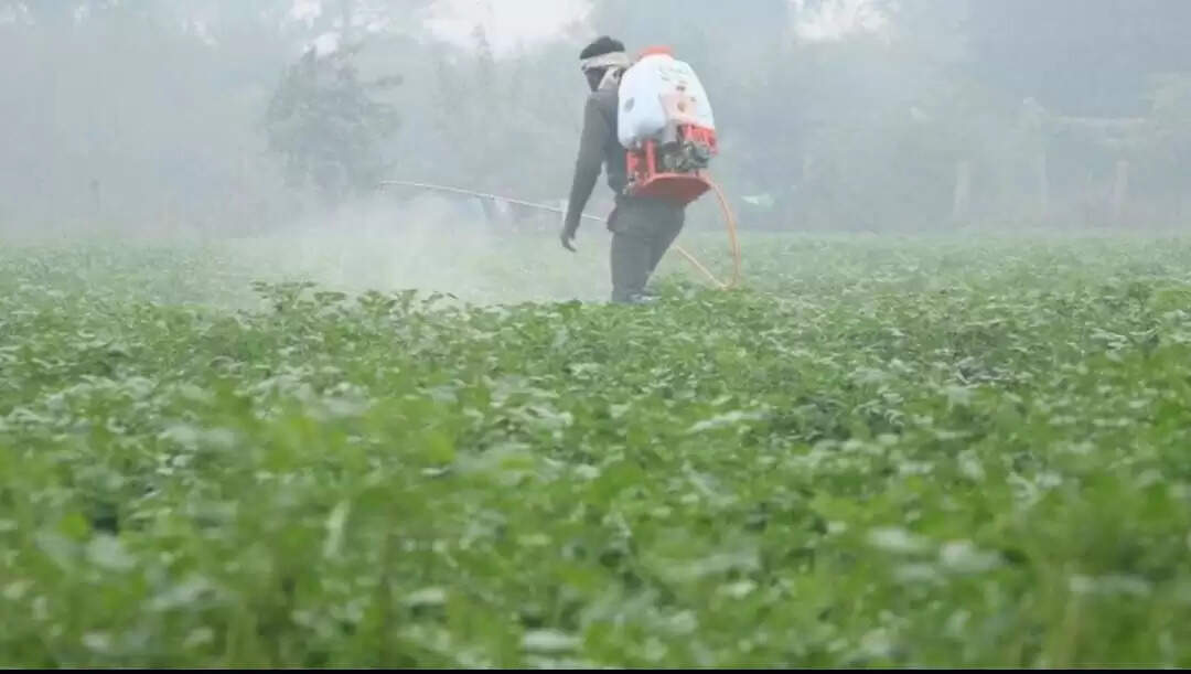 बदलते तापमान व कोहरे से फसलों में कीट व रोगों का खतरा, कृषक बरतें सावधानी : मृदा वैज्ञानिक